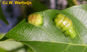 Blad bovenkant: Okkernootviltmijt (Aceria erinea)
